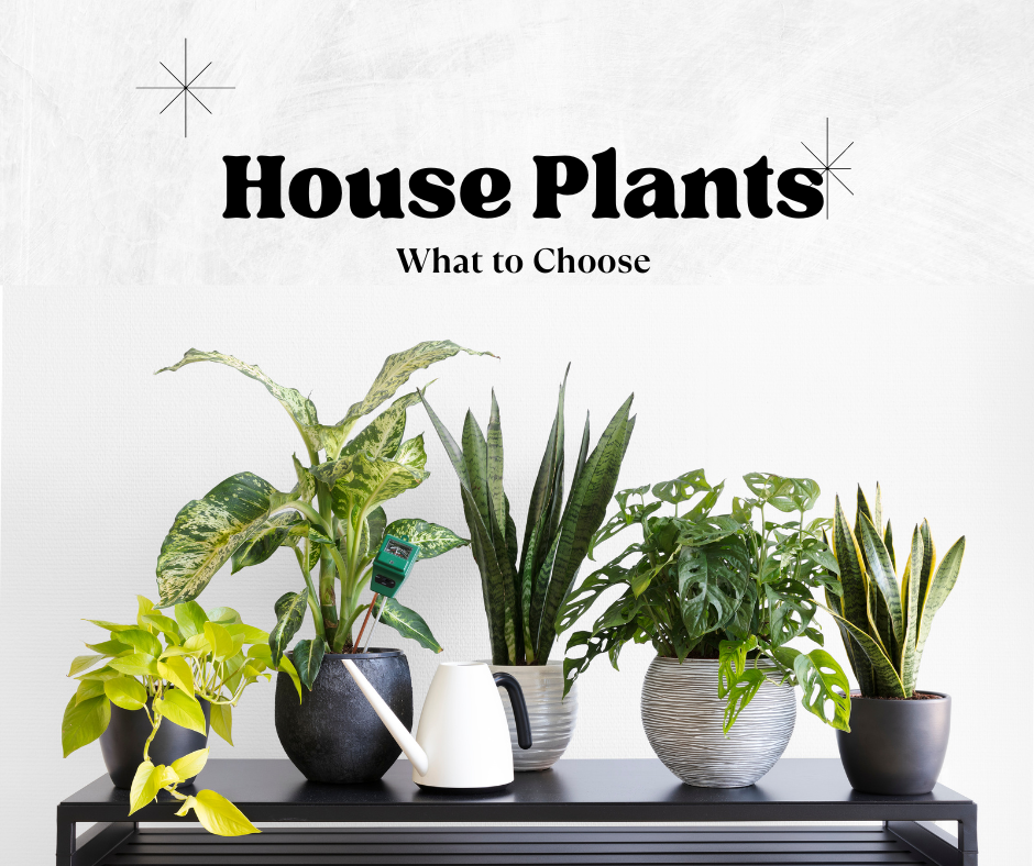 chris baumgarden blog - houseplants