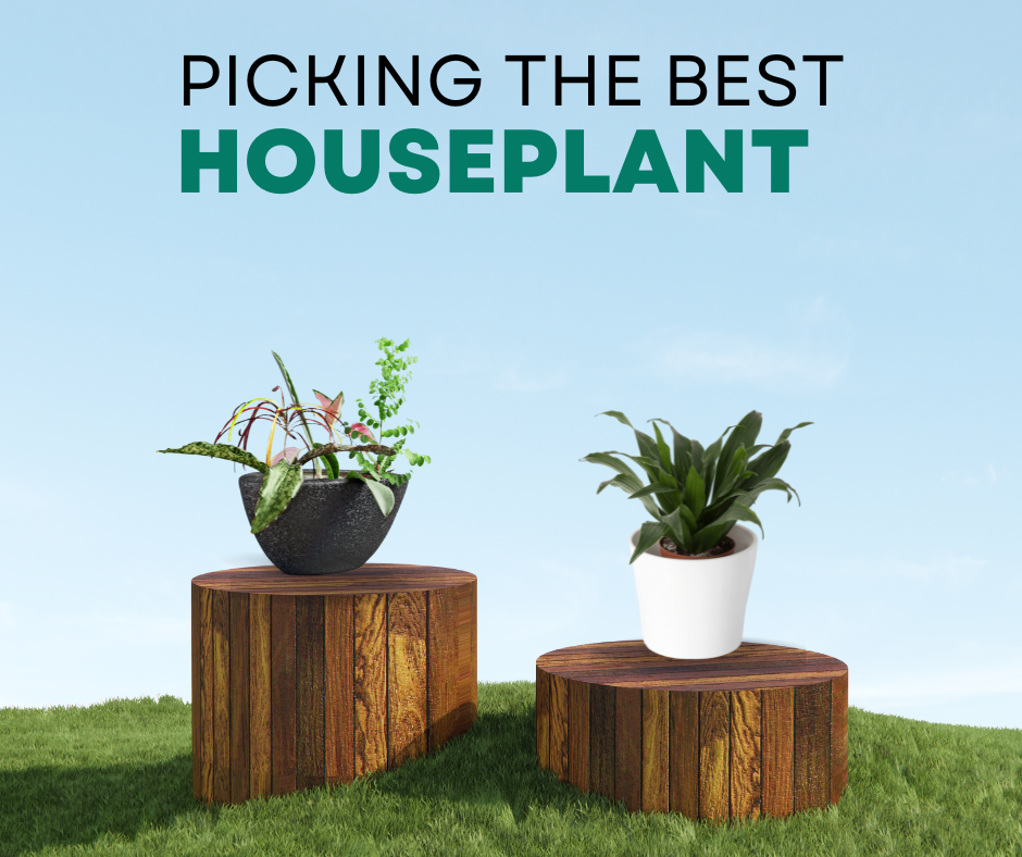 christopherbaumgarden.com, a comprehensive guide to choosing the right plant